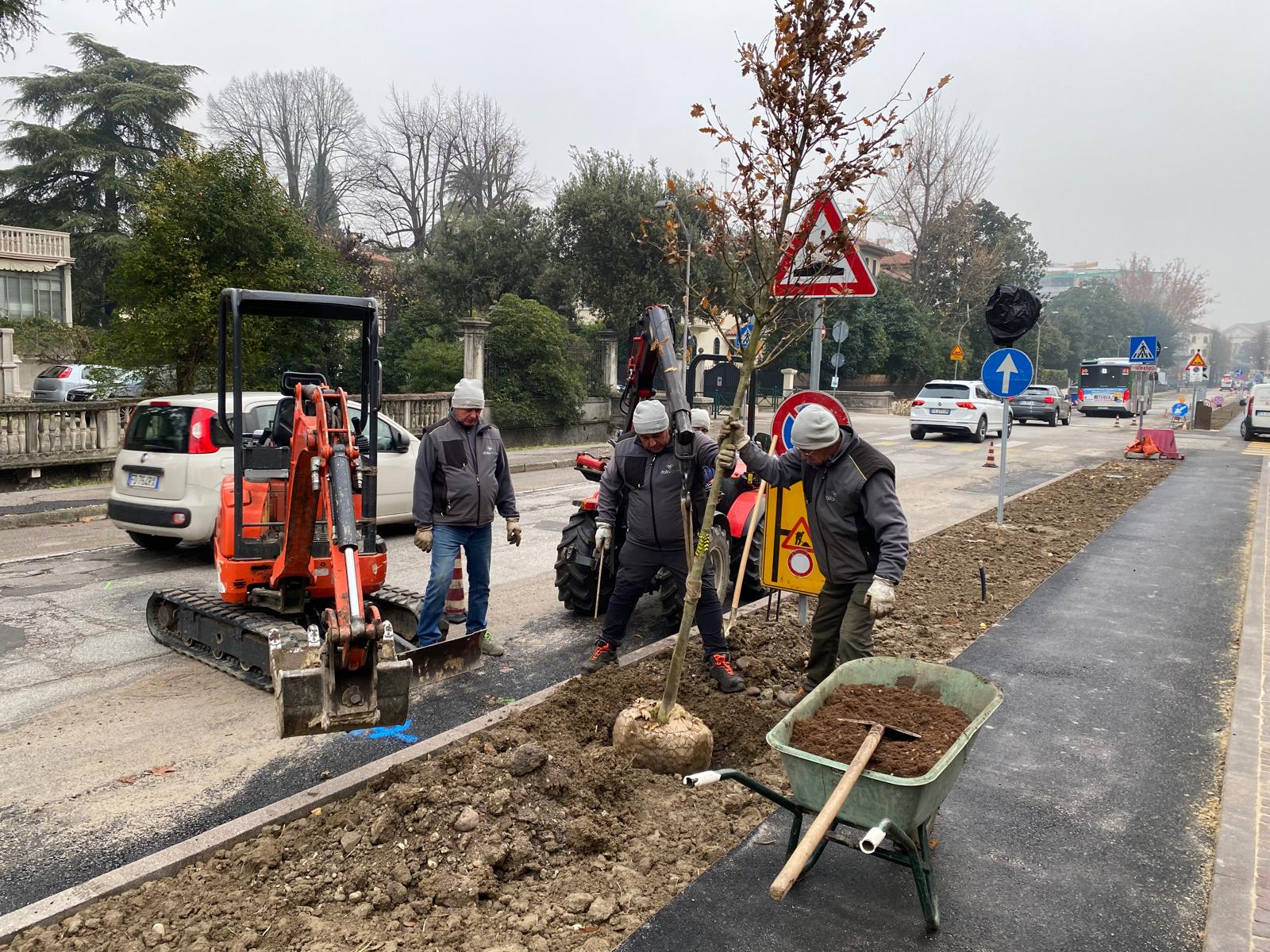 VIALE CESARE BATTISTI TREVISO, FORNITURA E POSA PIANTE DI QUERCUS ROBUR